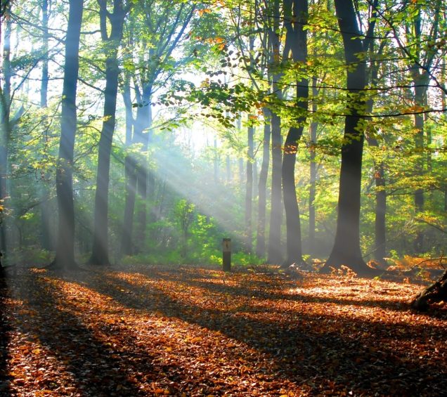 Forest with light peeking through the trees