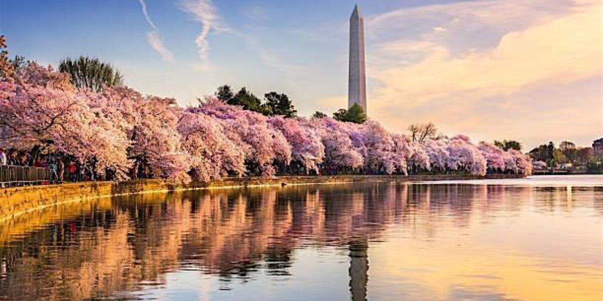 Photo of Washington DC cherry blossom trees