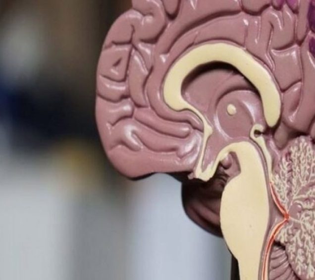 A picture of a plastic replica of a dissected human brain.