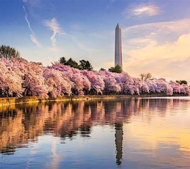 Photo of Washington DC cherry blossom trees